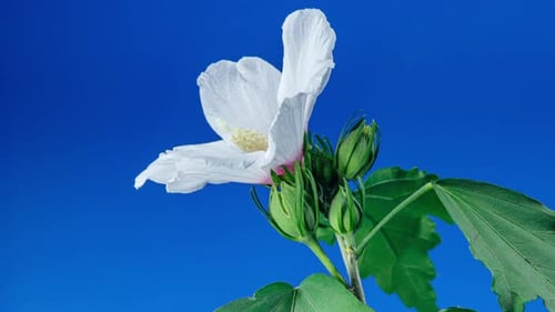 White Flower Blooming on Blue Background
