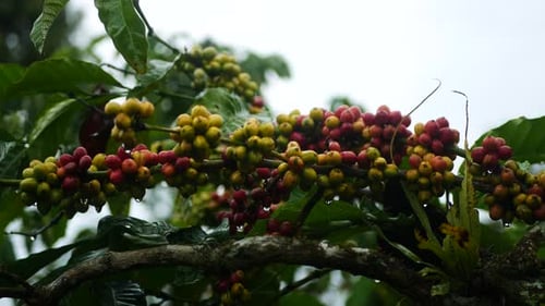 fresh coffee berries