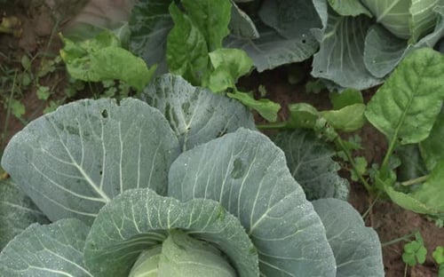 Kohl wurde auf dem Feld angebaut.