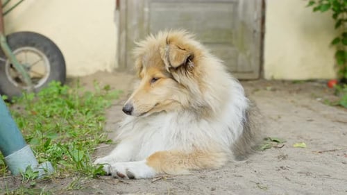 Rough collie dog sleeps on ground outdoors in countryside, front view