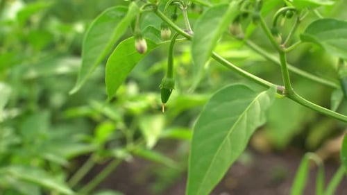 Nahaufnahme von Chili, Baby, grünen Peperoni, Obst, Gemüse, würziger Sorte im botanischen Garten