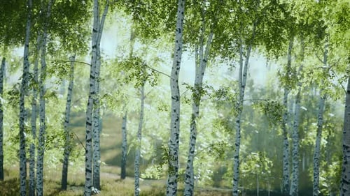 Birch Trees on the Green Grass