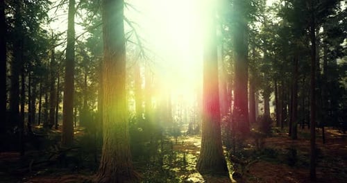 Light Filters Through Tall Trees in a Serene Forest Setting During Sunset