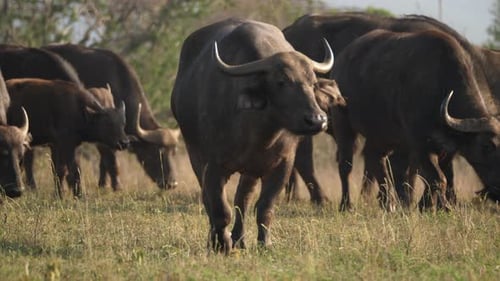 Eine Herde von Kapbüffeln weidet in einem afrikanischen Wildreservat.
