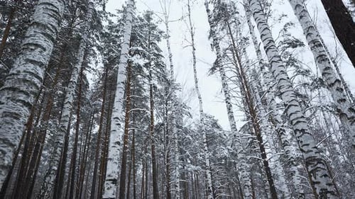 Snowy and Magical Quiet Forest in Winter Media Beautiful Frosty Morning and Birch Trees