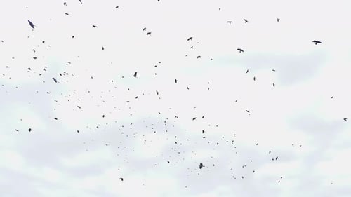Flock of Birds Flying in the Sky
