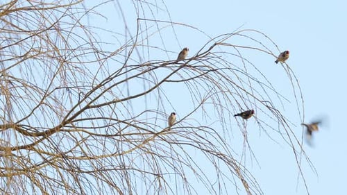 Flock of small birds, Yellow tits sitting in a weeping willow tree against a blue sky. Spring