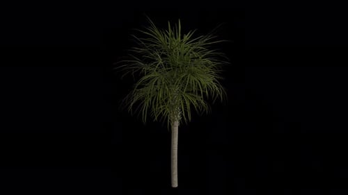 Cabbage Palm Tree blowing in the wind. Alpha Channel. Loop Animation