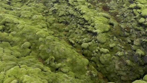 Aerial View of Eldhraun Lava Field, Volcanic Landscape in Iceland