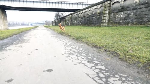Happy Dog Running Towards Camera in the City, Super