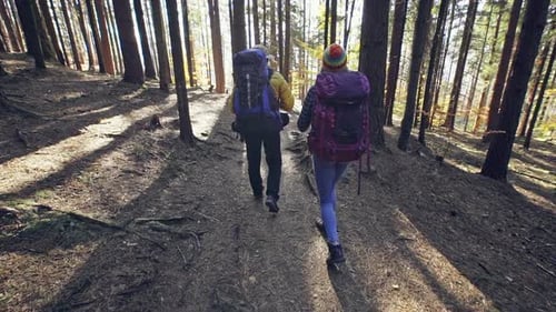 Backpackers Walking in Woods
