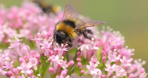 Bumblebee Collecting Pollen From Pink Flowers