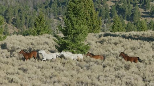 Herd Of Mustang Horses Gallop Through Sagebrush, Meadows, And Trees In The Foothills Of The Grave...
