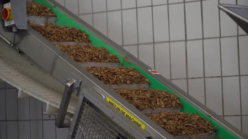 Seafood Shrimp on Conveyer Belt at Fish Processing Facility, Sustainable Foodchain