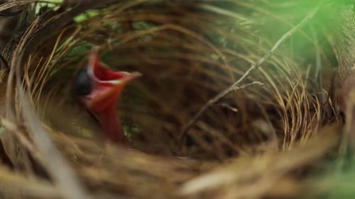 close up baby bird waiting for feeding a food in the nest on a tree branch
