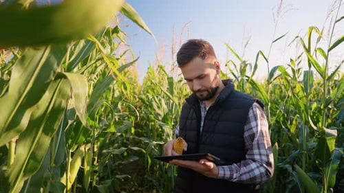 Farmer Inspecting Corn Crop with Tablet in Field