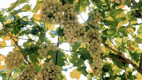 Nahaufnahme frischer Weinbergtrauben