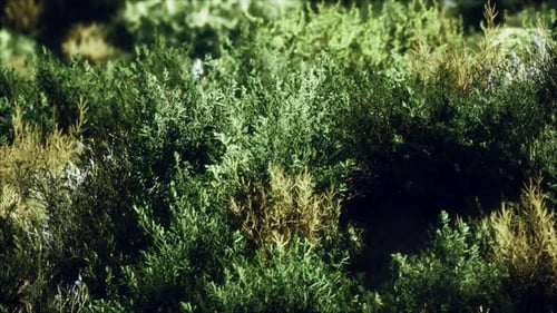 Dried Grass Tufts on Moorland