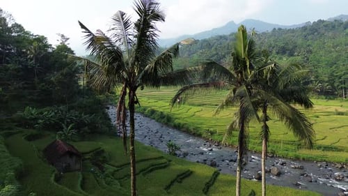 Aerial view of rice terraces and a river running in Pekalongan, Indonesia