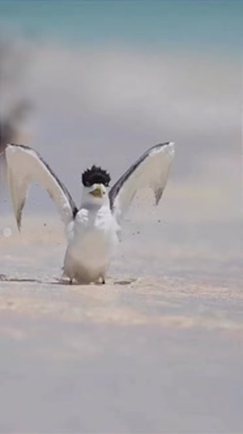 Close up of a Chinese crested tern bathing on the beach