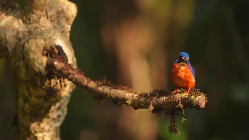 Blue-eared Kingfisher or Alcedo meninting, small beautiful colored kingfisher from Asia river banks,