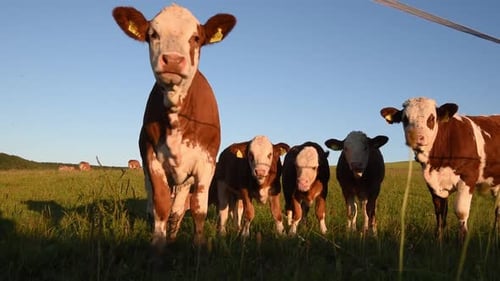 Young bulls on a meadow in high grass