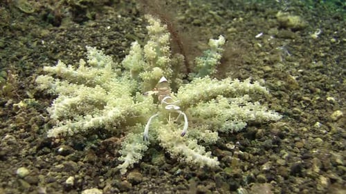 magificent anemone shrimp feeding in a small beautiful anemone with white branches, medium shot show