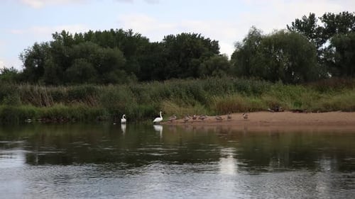 Geese family seen on river bank from passing boat in Europe