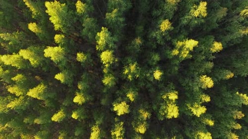 Overhead View Of Pine Trees In The Forest At National Park In A Coruna, Spain. - aerial shot