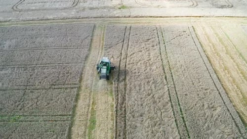Aerial view of agricultural combine harvest yellow wheat yield, Latvia