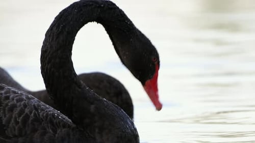Two Black Swan swimming in the pond in slow motion. close up . 4K.