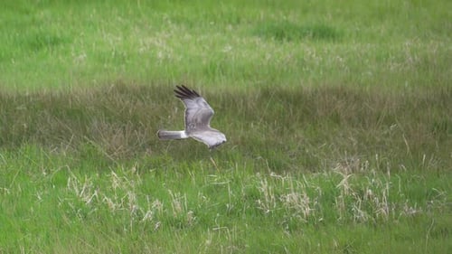 Northern Harrier gliding in the wind as it hunts in Utah