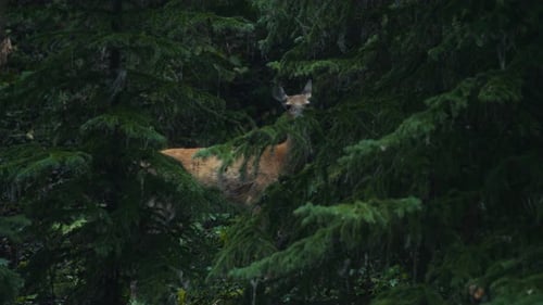A deer hiding between the pine trees in the dense forest