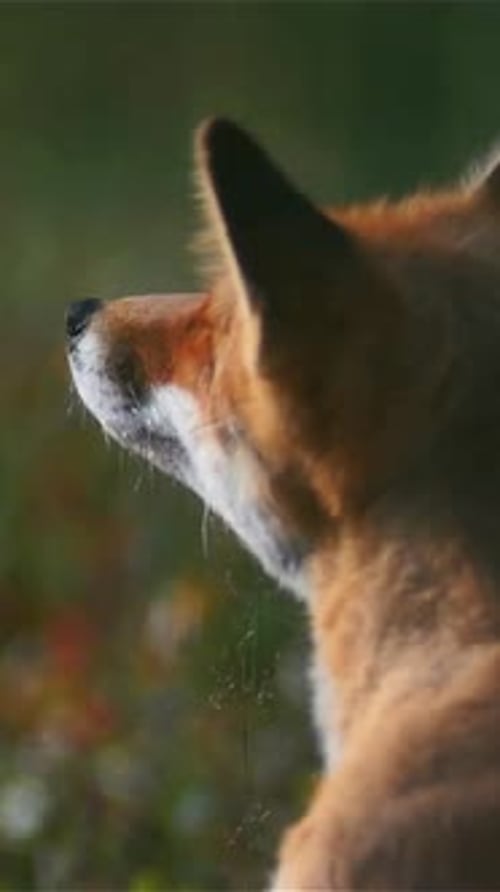 Vertikale Ansicht von Fox, Wildtiere im tiefen Wald