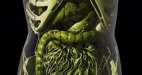 Detailed View of Internal Human Organs with Emphasis on the Digestive System