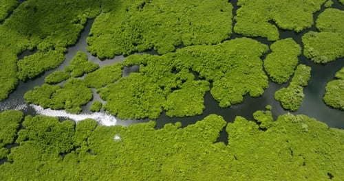 Rivers Winding Through Mangrove Landscape Siargao Philippines