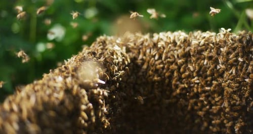 Nahaufnahme von arbeitenden Bienen im Bienenstock
