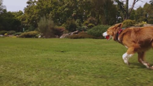 Perro border collie marrón corriendo en un parque con una pelota en cámara lenta en un día soleado.