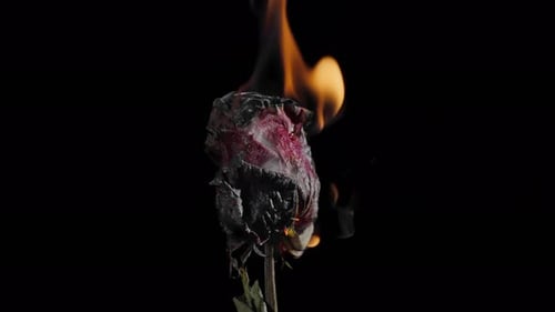 Burning Red Rose Engulfed in Flames on Black