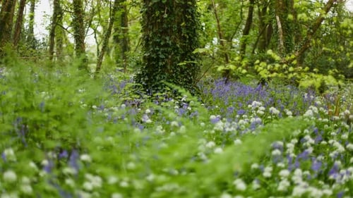 Wunderschöne Panoramaaufnahme von Wildblumen, die den Boden eines natürlichen tiefen Waldes mit Weinreben bedecken