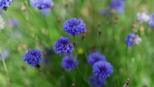 Bleuets bleus sauvages et pissenlit