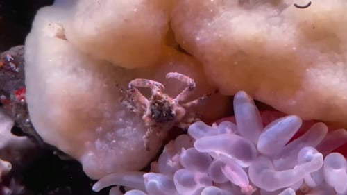 Un petit crabe décorateur qui se camoufle dans son environnement océanique.