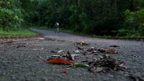 An autumnal red leaf is seen laying on the paved ground as a hiker walks uphill in the background at