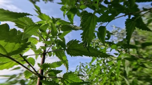 Mouvement macroéconomique entre les plantes d'ortie verte