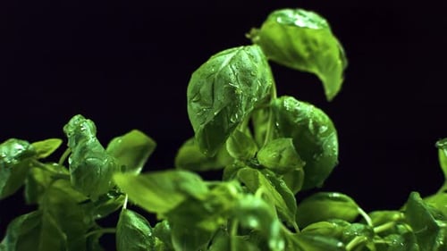 Close Up of Fresh Basil with Water Droplets