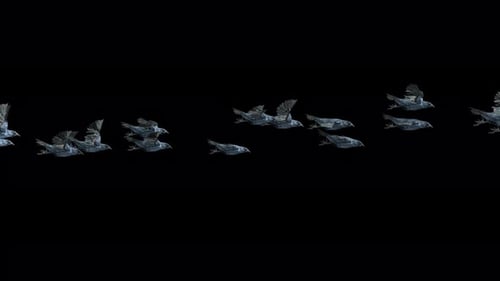 Realistic Flock of Flying Crows and Ravens Animation