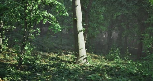 Lush Green Forest with Sunlight Filtering Through Dense Tree Canopy