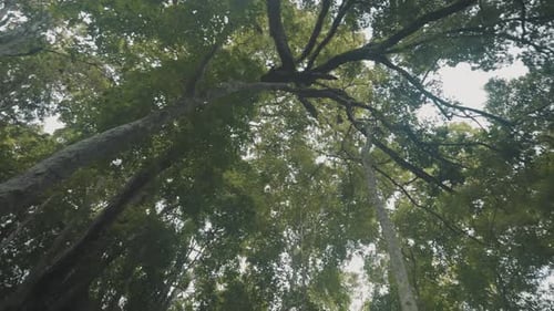 Looking Up Through Dense Tree Foliage During Spring. - Low Angle, Panning