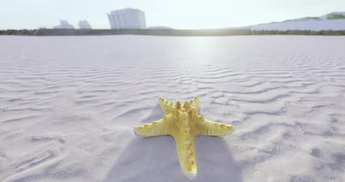 Starfish Resting on Serene Beach with Distant Buildings at Sunset