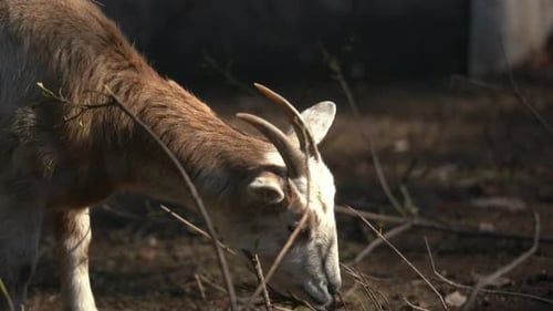 A Goat Feasting on an Empty Branch